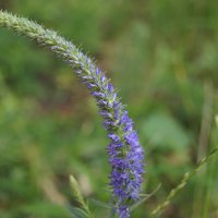 Вероника :: Глеб 