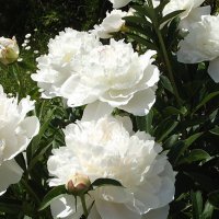 Пионы :: Freddy 97