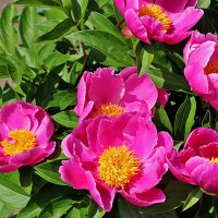 Июнь... Пионы... :: Светлана 