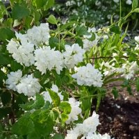 цветущий июнь :: Галина R...