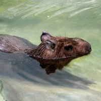 Капибара :: Tim Andrews Капибара :: Tim Andrews