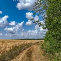 Июнь. Зреют хллеба. :: Валерий Ткаченко
