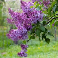 Сиреневые ветви :: Александр Синдерёв