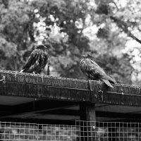 Три голубя под дождём :: Максим 