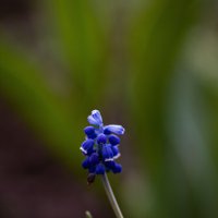 *** :: Яна Горбунова *** :: Яна Горбунова