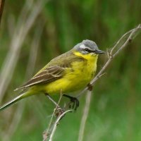 желтая трясогузка :: gawrilа - dan