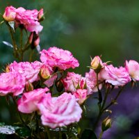 розхочки :: Александр Леонов