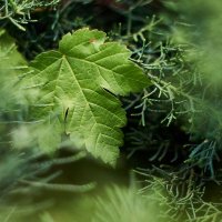 лист клена :: Александр Леонов