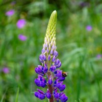 Люпин :: Владимир VS