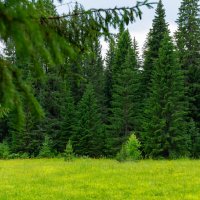 Поляна :: Владимир VS