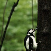 дятел :: Michel 