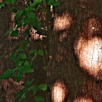 Летние этюды 31 :: Алексей Кузнецов