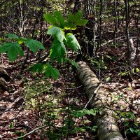 Летние этюды 35 :: Алексей Кузнецов