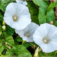 Вьюнок полевой :: Aquarius - Сергей