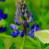 опять про бабочек 38 :: Александр Прокудин