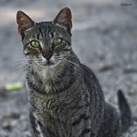 Изумруд :: Shmual & Vika Retro Изумруд :: Shmual & Vika Retro