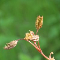 Начало :: Наталья Герасимова