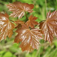 *** :: Наталья Герасимова *** :: Наталья Герасимова