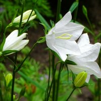 Городские цветы. :: Милешкин Владимир Алексеевич Городские цветы. :: Милешкин Владимир Алексеевич