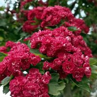 Цветение боярышника :: Veera V Цветение боярышника :: Veera V