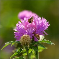 Картинка лета :: Валентин Котляров