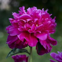 Пион малиновый :: Минихан Сафин