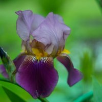 *** :: Иван Литвинов