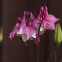 *** :: Владимир Безбородов