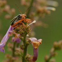 Жучок... :: Андрей Катков
