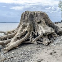 Осьминог :: Андрей Щетинин