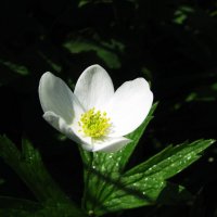 Нежность :: Людмила Смородинская