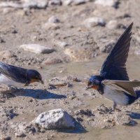 ласточки :: юрий макаров ласточки :: юрий макаров