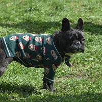 Москва. Парад французских бульдогов в усадьбе «Воронцово». :: Наташа *****