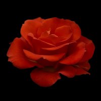 Роза :: Игорь Сикорский