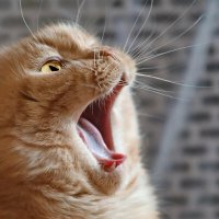 Смотри, нет у меня твоей котлеты. :: Татьяна Бравая Смотри, нет у меня твоей котлеты. :: Татьяна Бравая