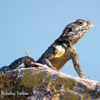 Агама :: Николай Волков