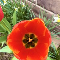 Цветочек :: Iren Brilliance