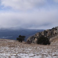 Природа Крыма :: Amazing Cosmea