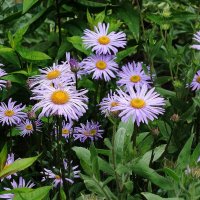 Астра альпийская :: Рита Симонова