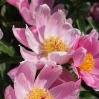 Дикие пионы :: Наталия Григорьева