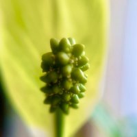 Цветок «Женское счастье» :: Iren Brilliance Цветок «Женское счастье» :: Iren Brilliance