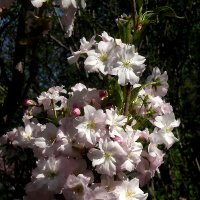 Цветущая весна :: Роман Савоцкий