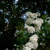 Цветущая весна :: Роман Савоцкий