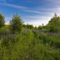 Дорога между люпинов :: Александр Синдерёв