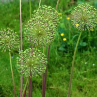 Шарики :: Светлана 