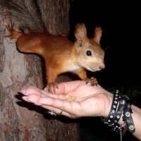 Улыбака :: Олегъ Петрович