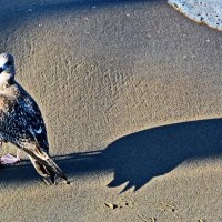 На Балтике :: Анастасия Смирнова На Балтике :: Анастасия Смирнова