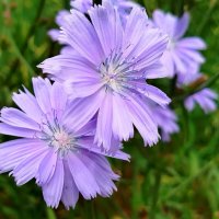 Красавец цикорий :: светлана льдокова