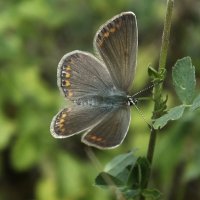 Голубянка икар :: Зоя Мишина