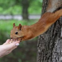 Элементы акробатики :: Александр Кондаков